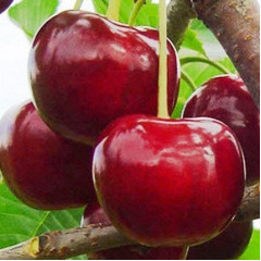 Саженцы черешни средней сорт Гигант Ред, подвой магалепка