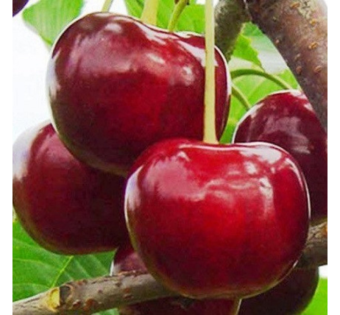 Саженцы черешни средней сорт Гигант Ред, подвой магалепка