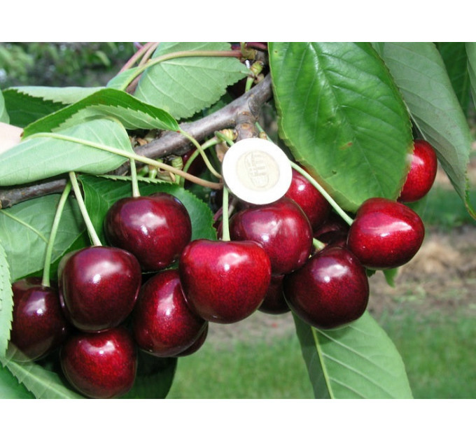 Саженцы черешни средней сорт Гигант Ред, подвой магалепка