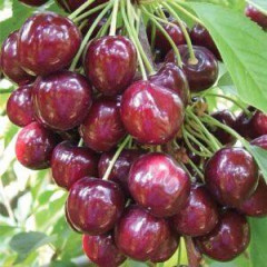 Саженцы черешни сорт Фабиола, подвой магалебка 