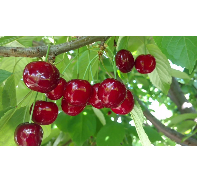 Саженцы черешни сорт Фабиола, подвой магалебка