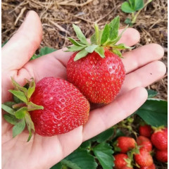 Полуниця сорт Зенга Зенгана в касетах 96 комірок