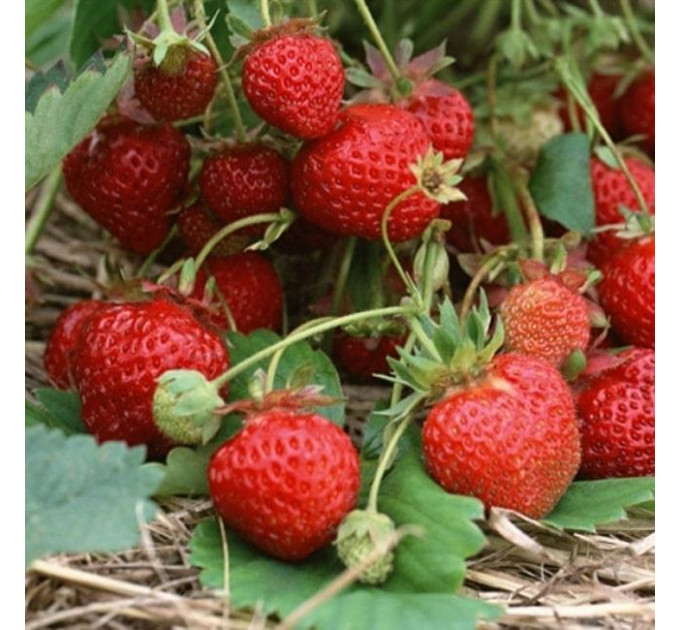 Клубника сорт Зенга Зенгана в кассетах 96 ячеек