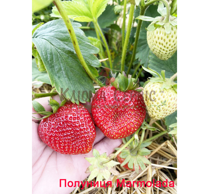 Розсада полуниці сорт "Мармелада" в касетах 54 комірки