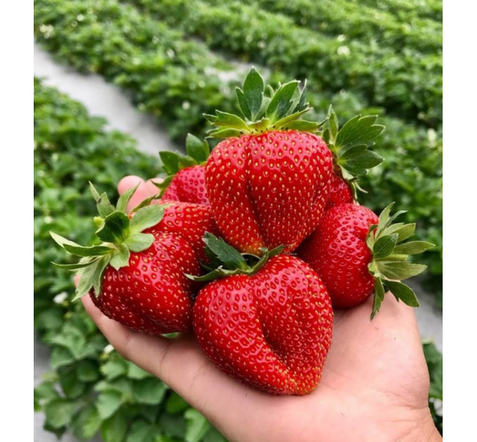 Розсада полуниці сорт "Мармелада" в касетах 54 комірки