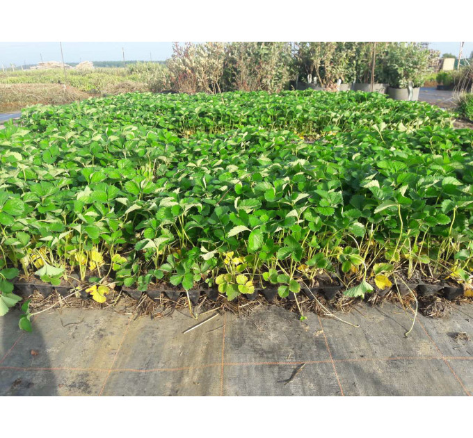 Рассада клубники сорт "Мармелада", конт. 2 л