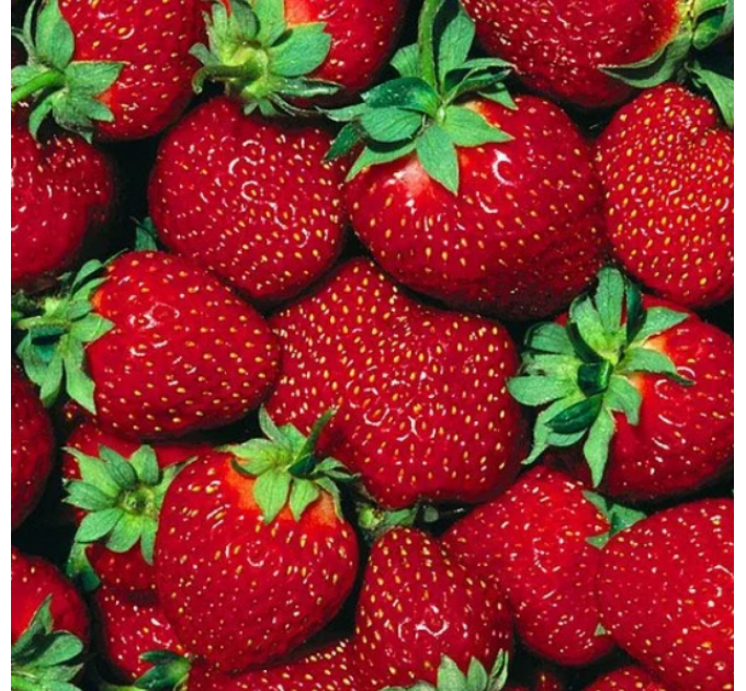 Рассада клубники сорт "Мармелада", конт. 2 л