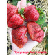 Рассада клубники сорт "Мармелада", конт. 2 л