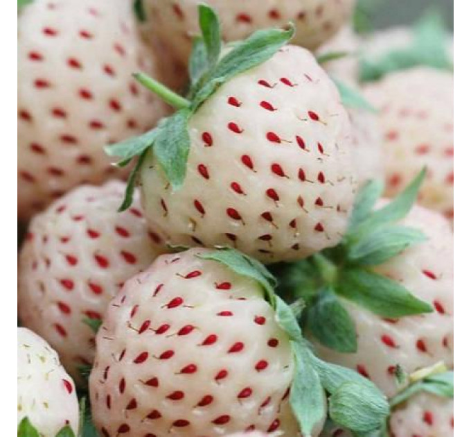 Рассада клубники "Анабланка", класс А (среднеранняя)