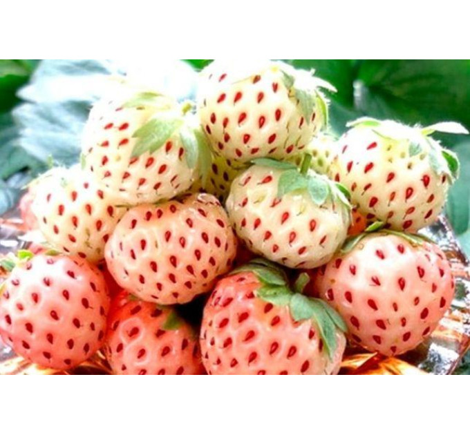 Рассада клубники "Анабланка", класс А (среднеранняя)