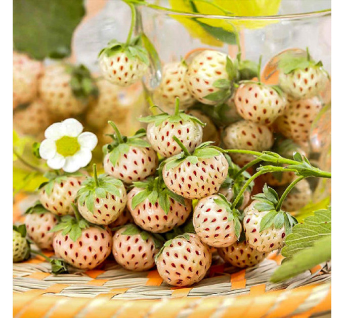 Рассада клубники "Анабланка", класс А (среднеранняя)