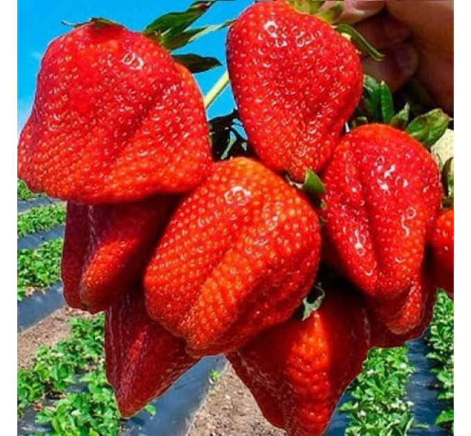 Рассада клубники сорт "Мармелада", конт. 2 л