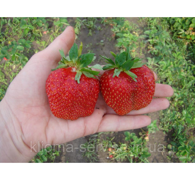 Рассада клубники сорт "Мармелада", конт. 2 л
