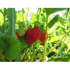 Рассада клубники сорт Сирия, фриго класс A (средний)