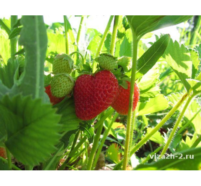 Рассада клубники сорт Сирия, фриго класс A (средний)