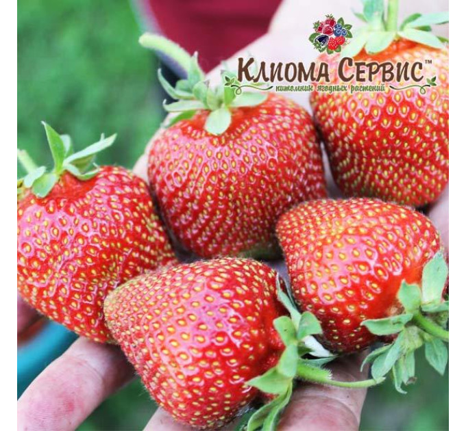 Рассада клубники сорт Сирия, фриго класс A (средний)
