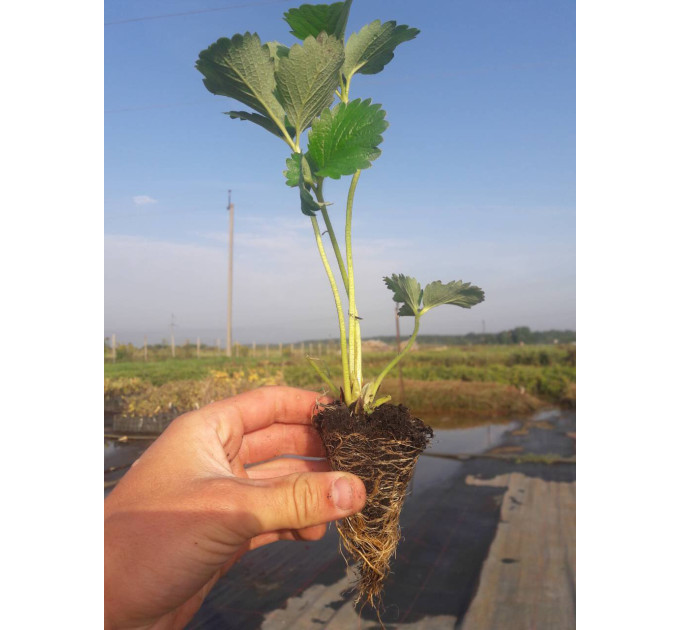 Рассада клубники сорт "Мармелада" в кассетах