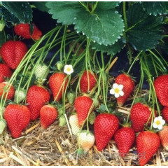 Рассада клубники сорт Роксана, фриго класс B (средний)