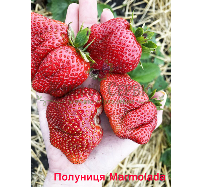 Рассада клубники сорт "Мармелада" в кассетах
