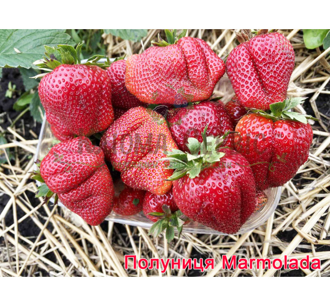 Рассада клубники сорт "Мармелада" в кассетах