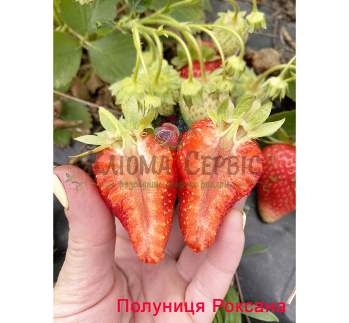 Рассада клубники сорт Роксана, фриго класс B (средний)