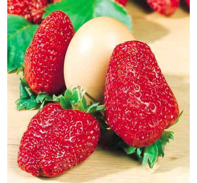 Рассада клубники сорт Геркулес, фриго класс А (средний)