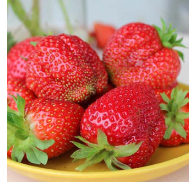 Рассада клубники сорт Геркулес, фриго класс А (средний)