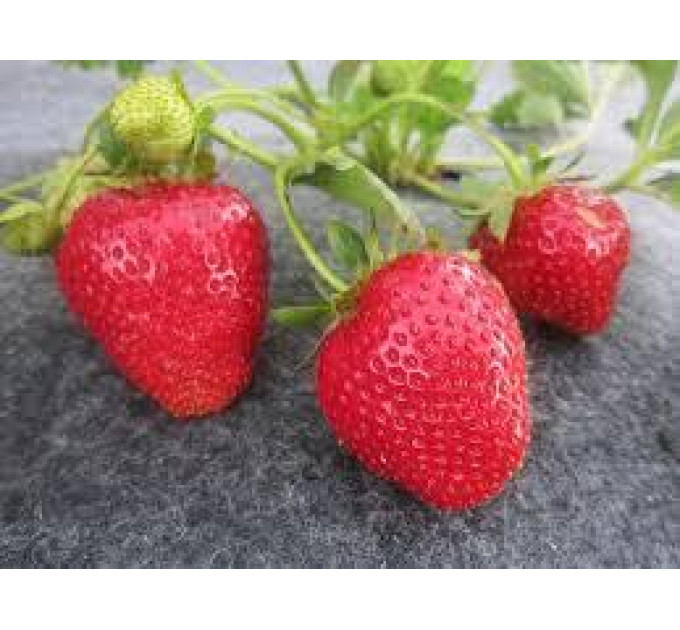 Рассада клубники сорт Геркулес, фриго класс А (средний)