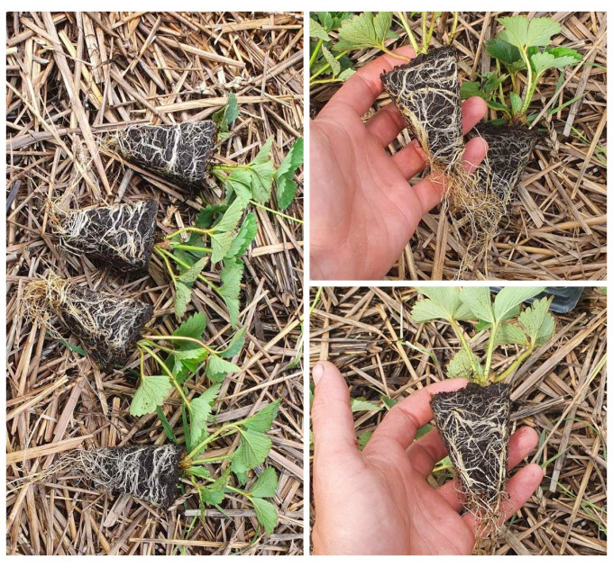 Рассада клубники сорт "Мармелада" в кассетах