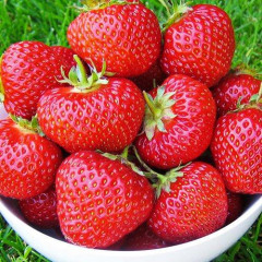 Рассада клубники Frigo сорт Элеганс, класс А+ (средний)