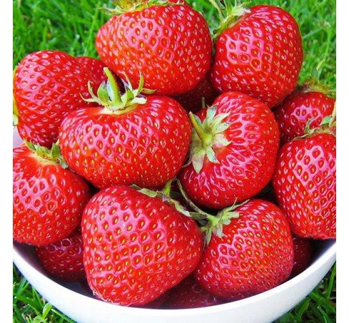 Рассада клубники Frigo сорт Элеганс, класс А+ (средний)