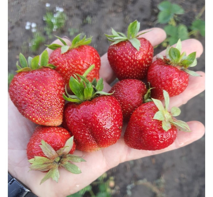 Клубника сорт Мармелада в кассетах 84 ячейки (среднего срока)