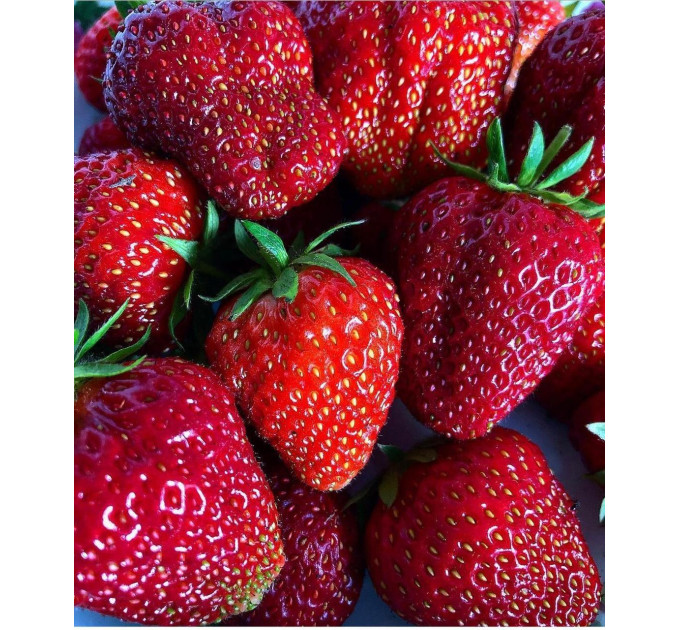 Клубника сорт Мармелада в кассетах 84 ячейки (среднего срока)