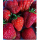 Клубника сорт Мармелада в кассетах 84 ячейки (среднего срока)