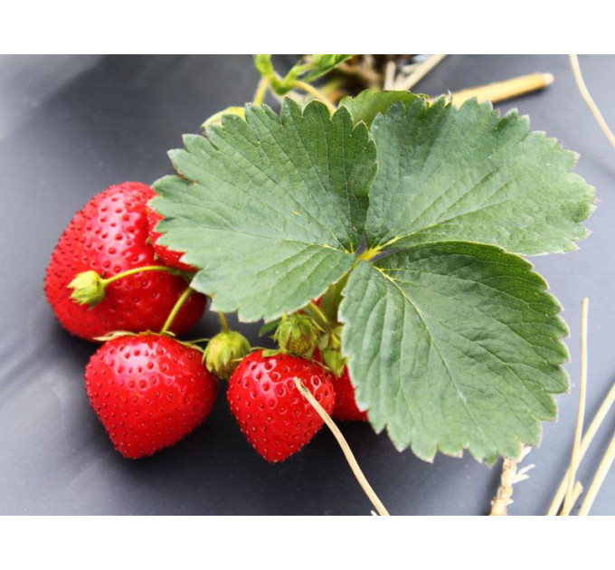 Саженцы клубники сорт Элеганс, 2 года 1.5 л