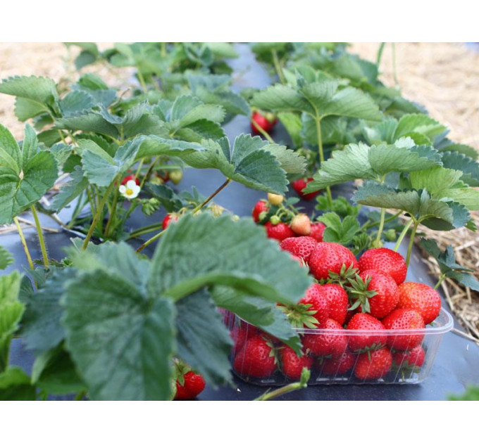 Саженцы клубники сорт Элеганс, 2 года 1.5 л