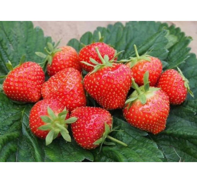 Рассада клубники "Эльсанта", класс А (среднеранняя)