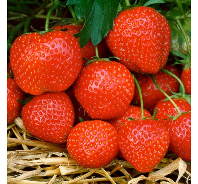 Рассада клубники "Эльсанта", класс А (среднеранняя)