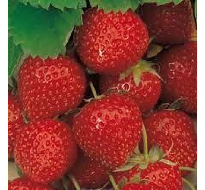 Рассада клубники "Эльсанта", класс А (среднеранняя)