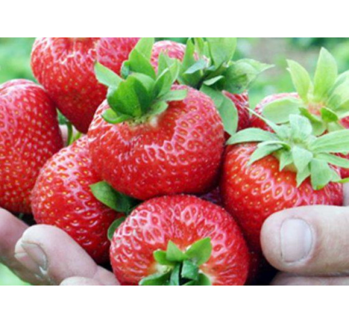 Рассада клубники "Эльсанта", класс А (среднеранняя)