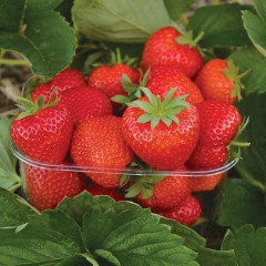 Саженцы клубники сорт Элеганс, 2 года 1.5 л