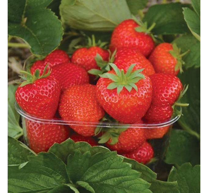 Саженцы клубники сорт Элеганс, 2 года 1.5 л