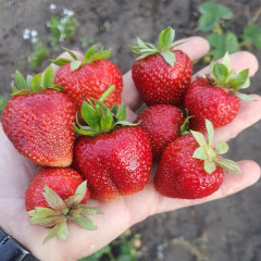 Полуниця "Мармелада" в касетах 77 комірок (середній термін)