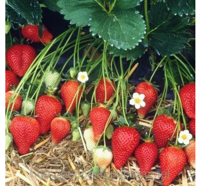 Рассада клубники сорт Роксана,2 летняя (пакет 7.5л.)