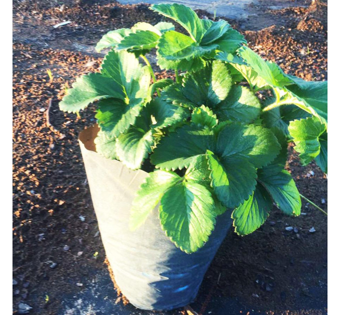 Рассада клубники сорт Роксана,2 летняя (пакет 7.5л.)