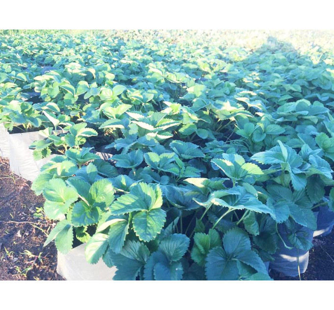 Рассада клубники сорт Роксана,2 летняя (пакет 7.5л.)