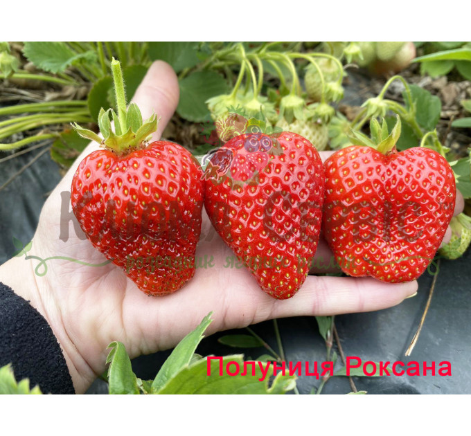 Рассада клубники сорт Роксана,2 летняя (пакет 7.5л.)