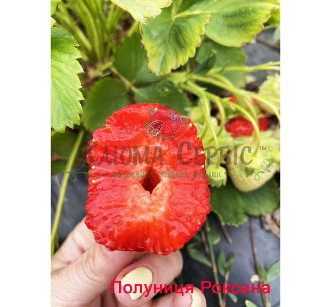 Рассада клубники сорт Роксана,2 летняя (пакет 7.5л.)