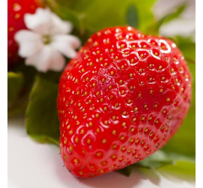 Полуниця "Сибіла" в касетах 45 комірки