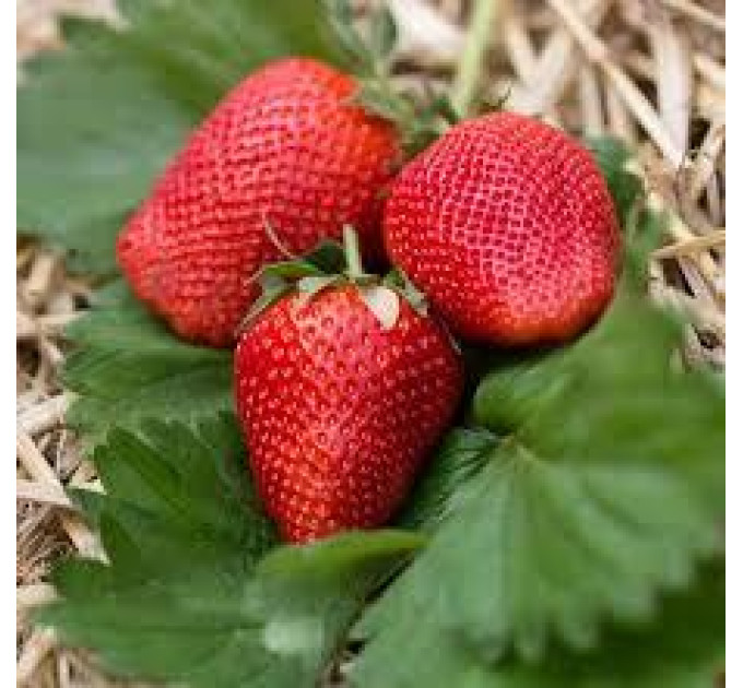 Полуниця "Сибіла" в касетах 45 комірки